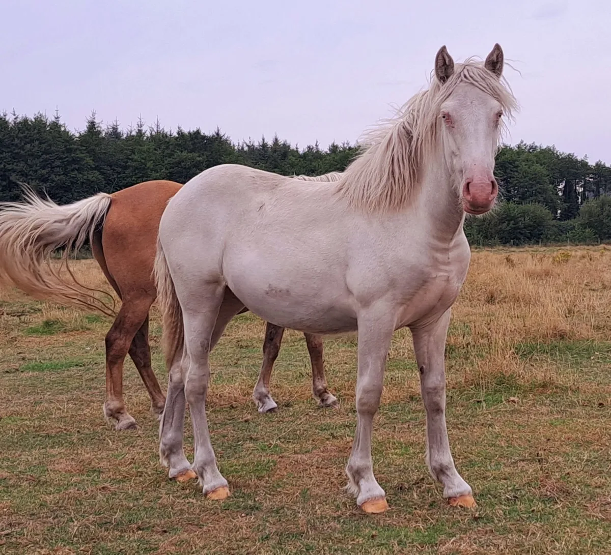 Big Cremello Filly - Image 2