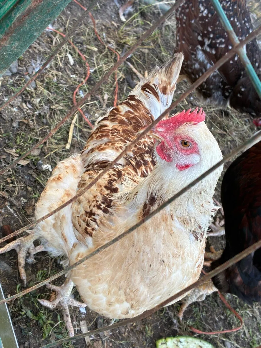Hens and Muscovy ducklings - Image 4