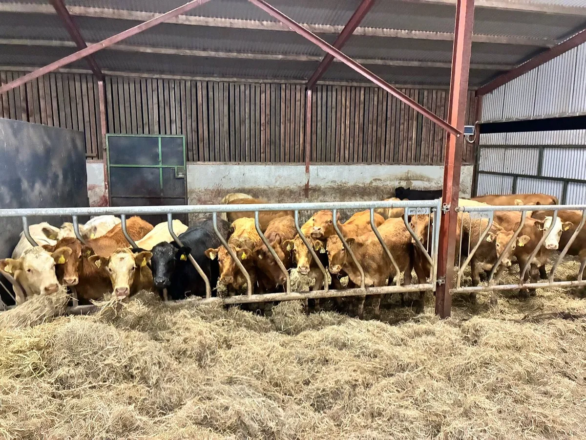 20 super store heifers 350 kilos - Image 1