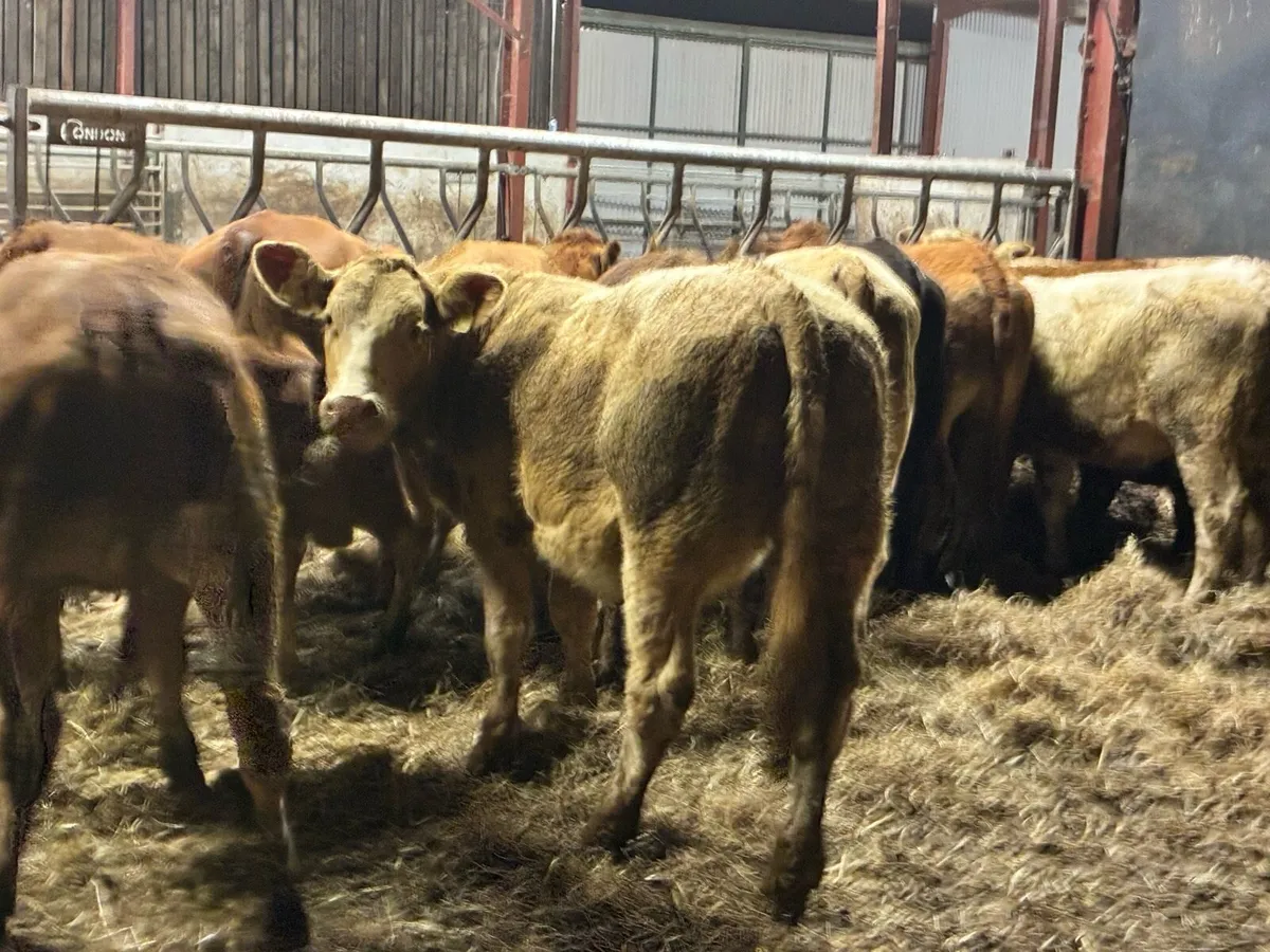 20 super store heifers 350 kilos - Image 2