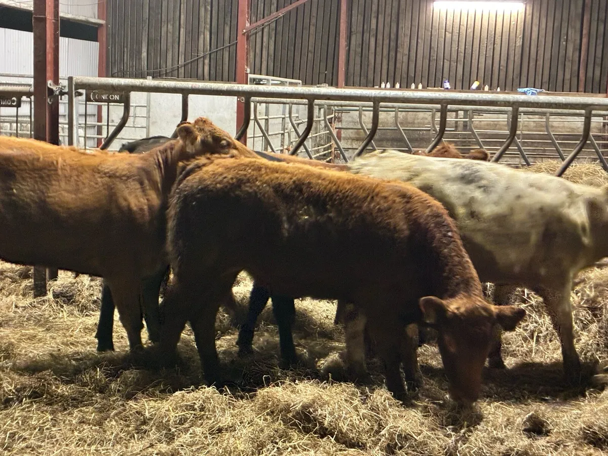 20 super store heifers 350 kilos - Image 3