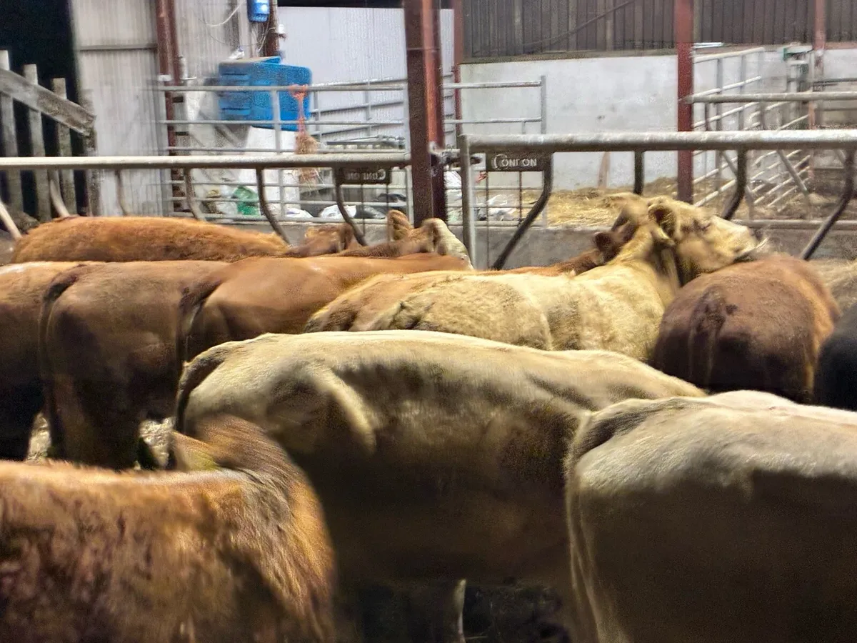 20 super store heifers 350 kilos - Image 4