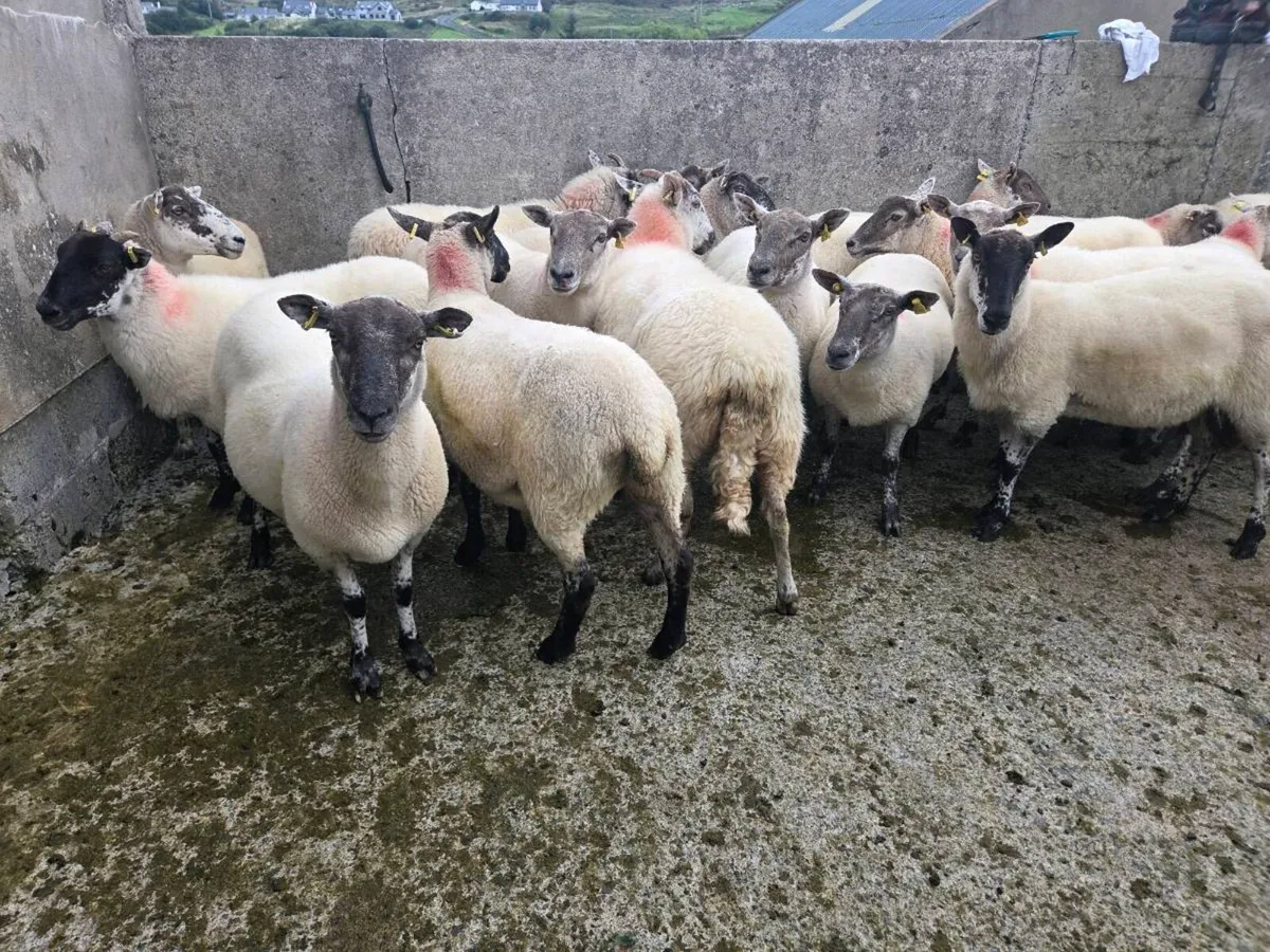 Two year old ewes - Image 1