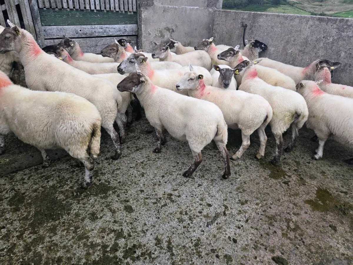 Two year old ewes - Image 2