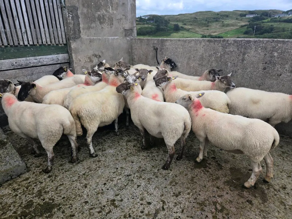 Two year old ewes - Image 3