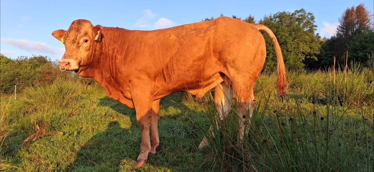SUPER  PBR LIMOUSIN  BULL - Image 3