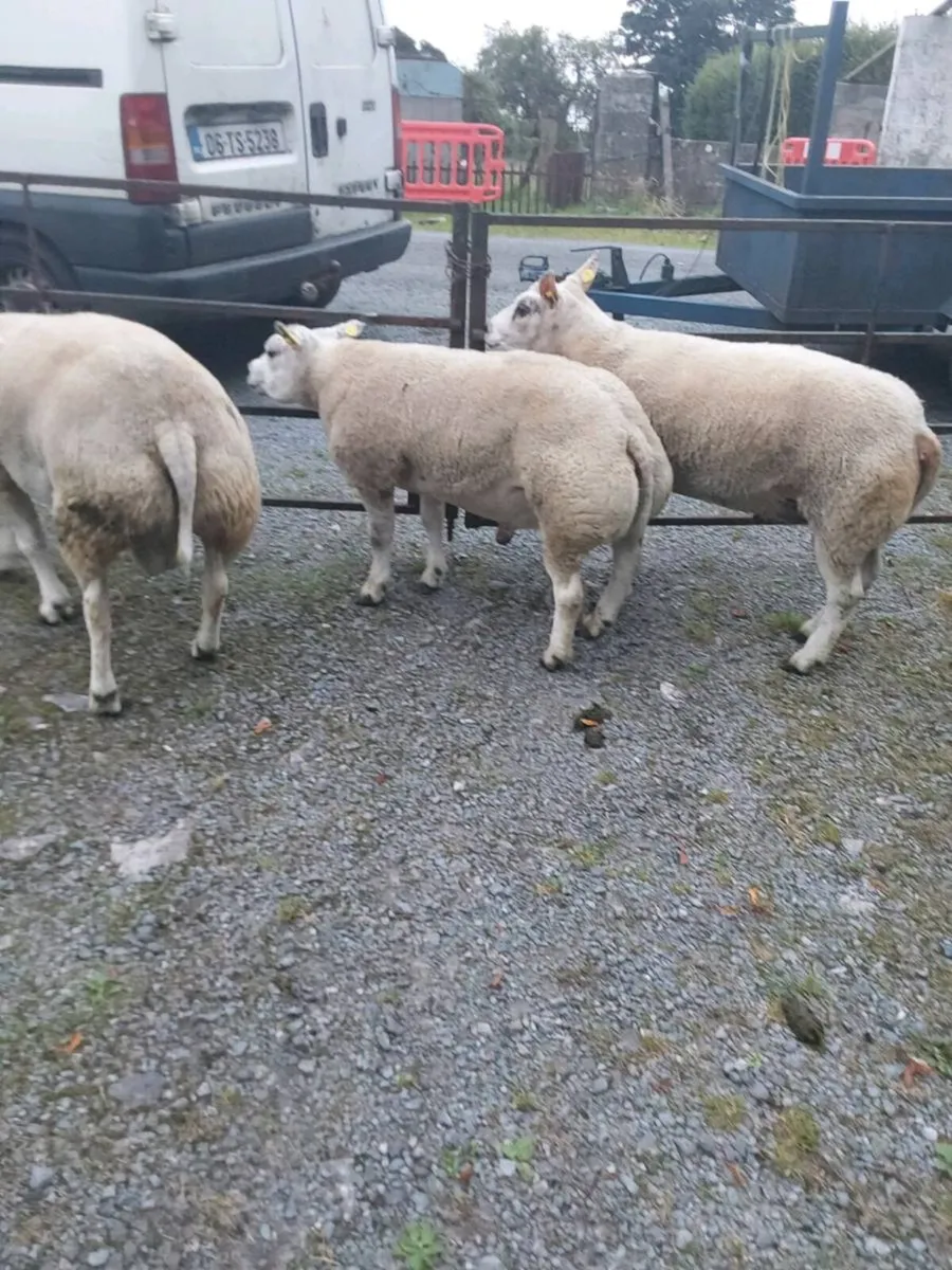 Purebred belted hogged rams - Image 1