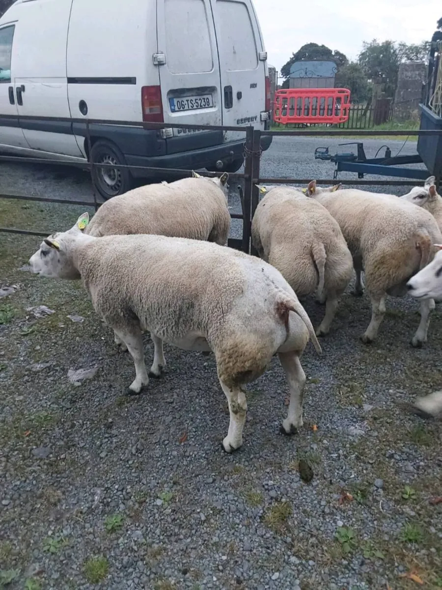 Purebred belted hogged rams - Image 2