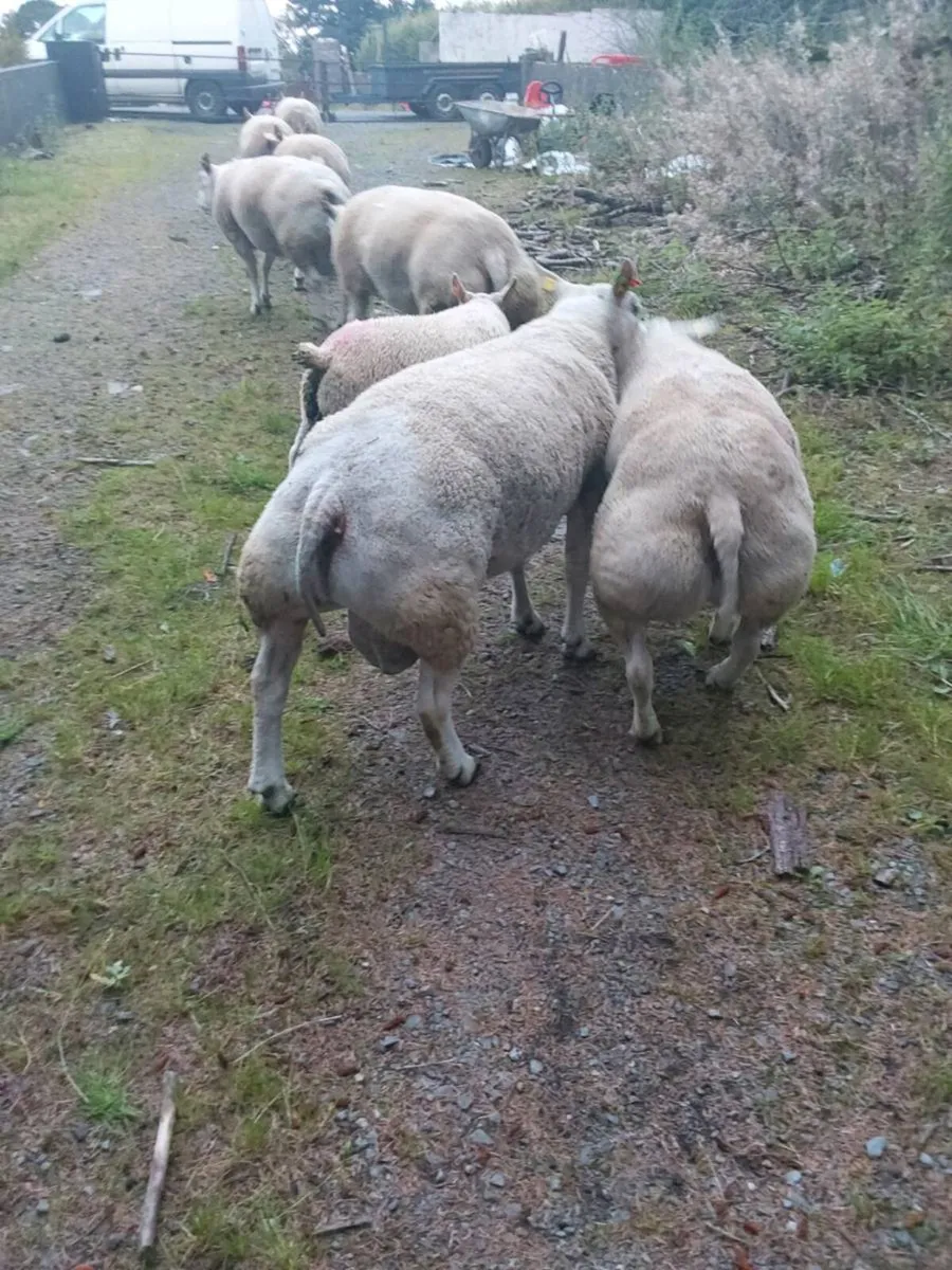 Purebred belted hogged rams - Image 3