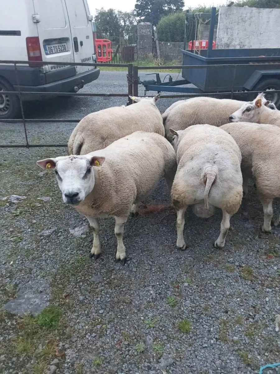 Purebred belted hogged rams - Image 4