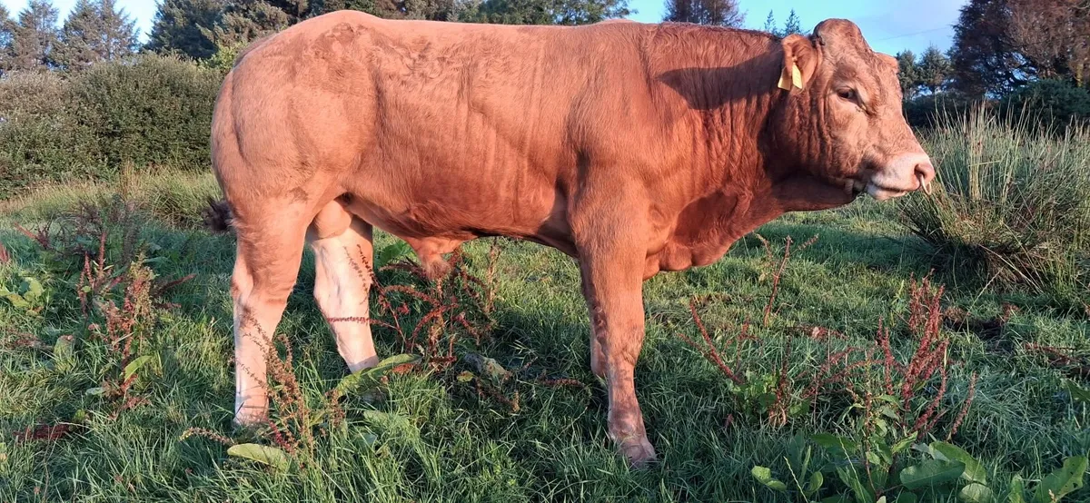 SUPER  PBR LIMOUSIN  BULL - Image 4