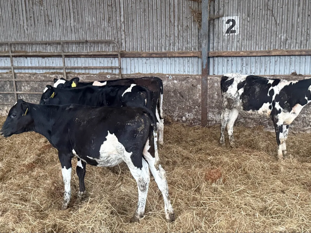 Fr heifer calves - Image 2