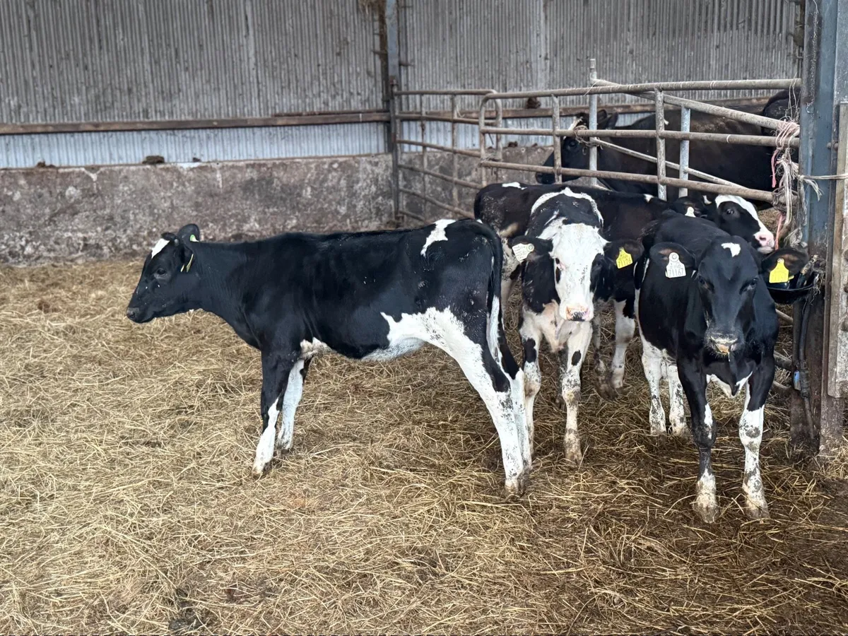 Fr heifer calves - Image 3