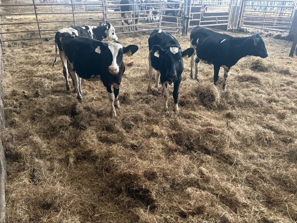 Fr heifer calves - Image 4