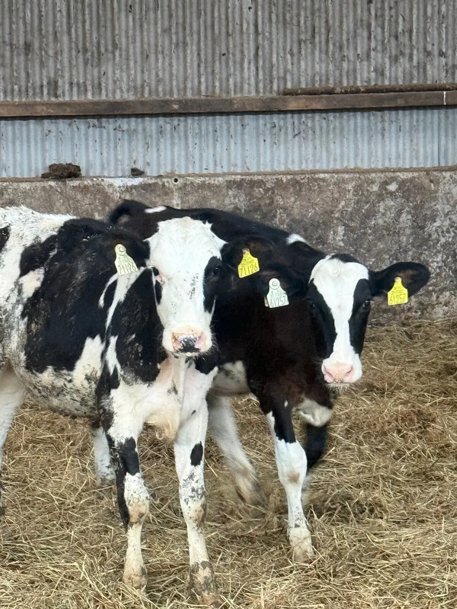 Fr heifer calves - Image 1