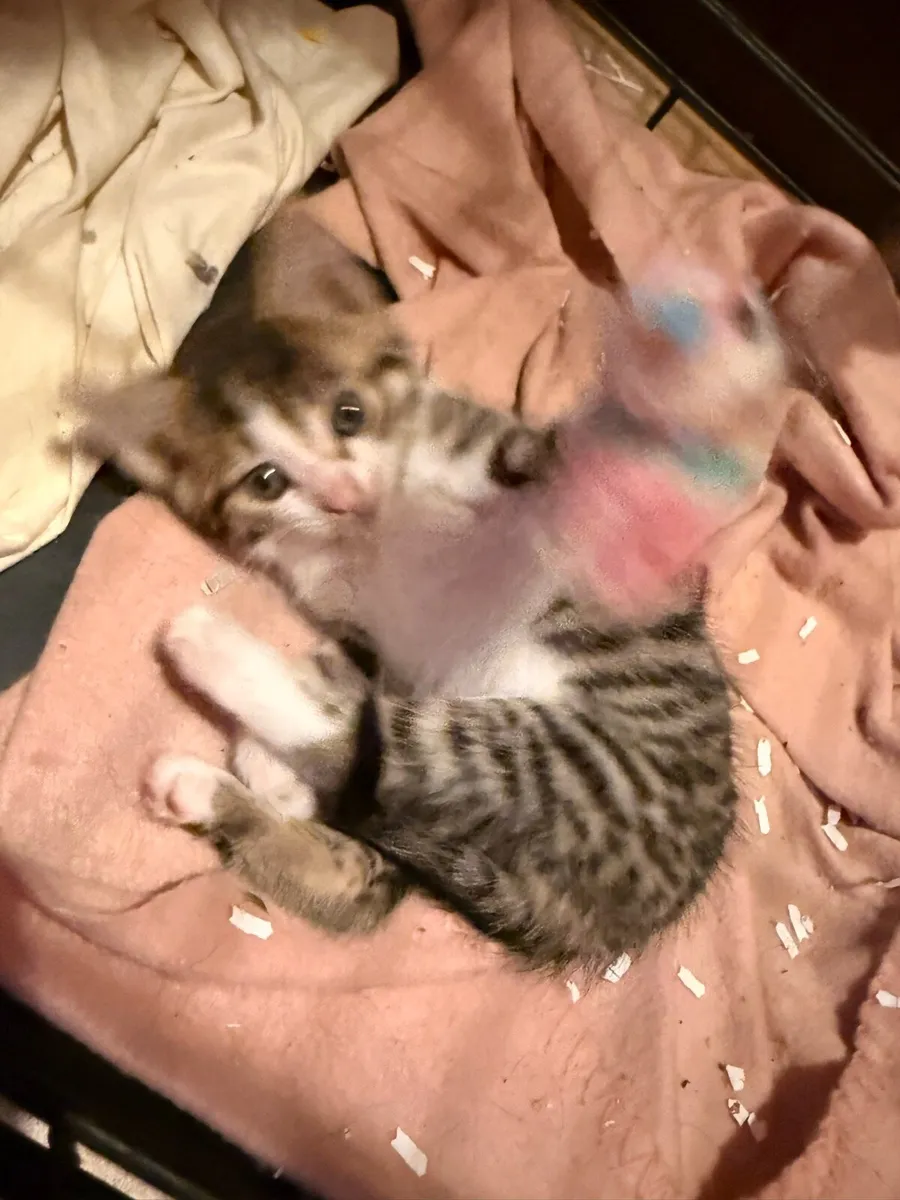 Fluffy, friendly kittens 🐱 - Image 4