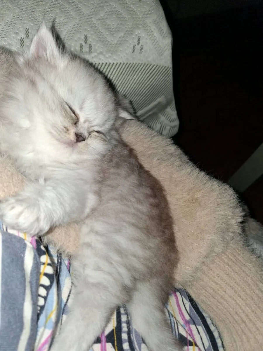Persian kitten - Image 1