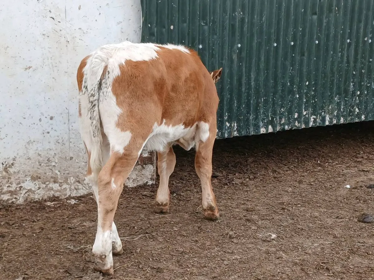 SUPER COLOURED HEIFER WEANLING - Image 2