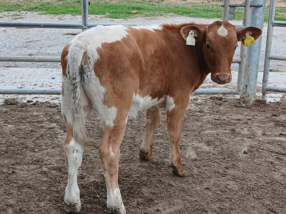 SUPER COLOURED HEIFER WEANLING - Image 4
