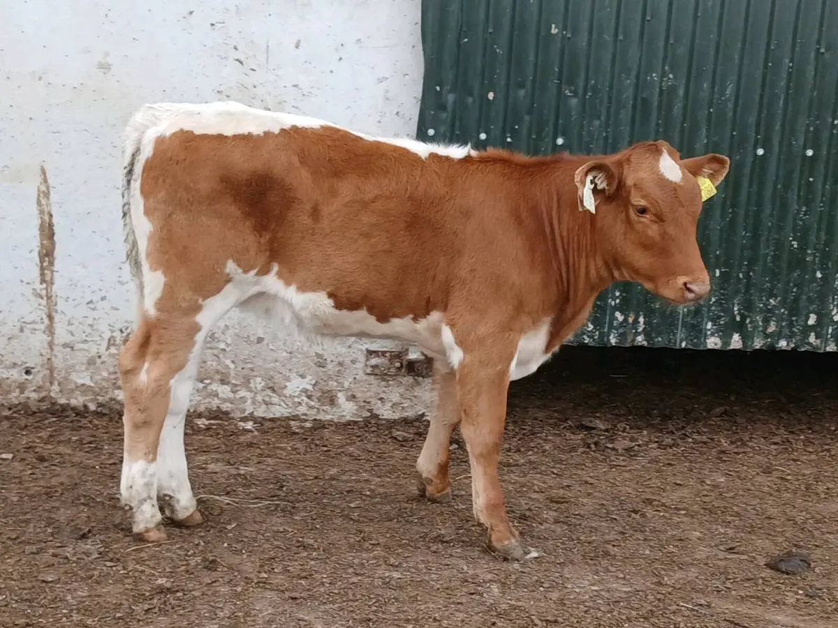 SUPER COLOURED HEIFER WEANLING - Image 3