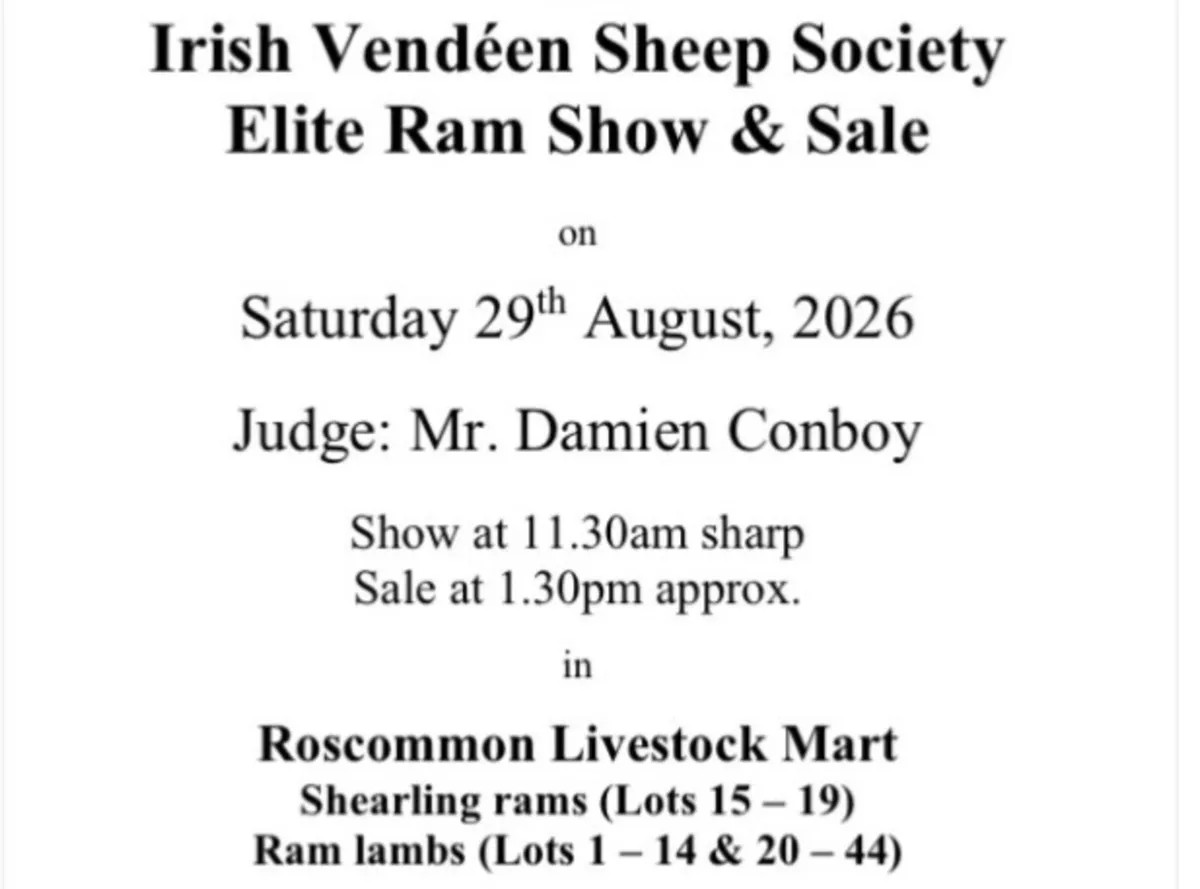 Vendeen Sheep - Image 3