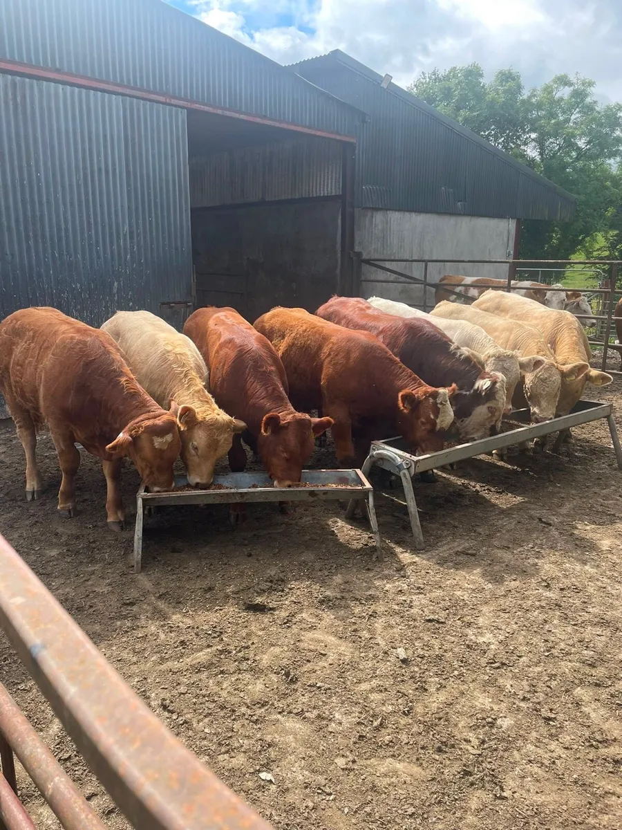8 Bull Weanlings