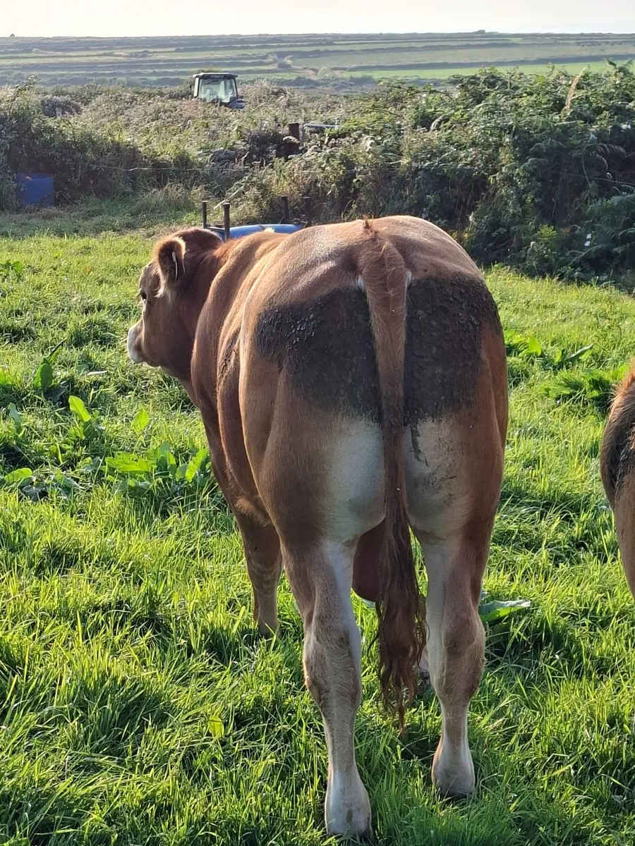 Livestock - Image 3