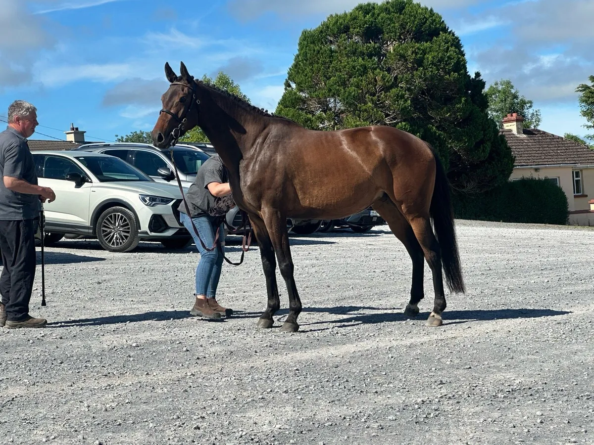 3yr Old Clooney Filly - Image 3