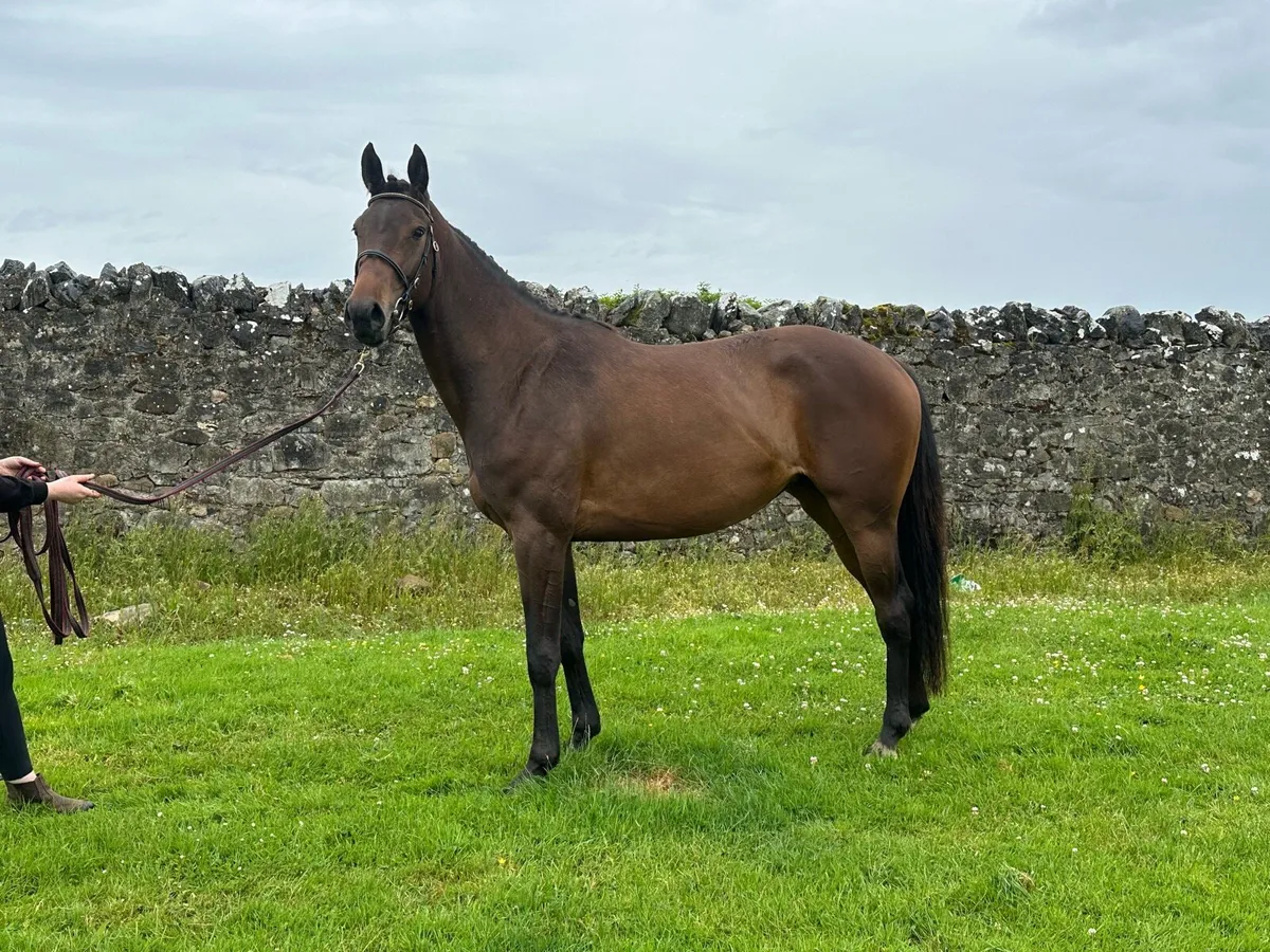 3yr Old Clooney Filly - Image 2