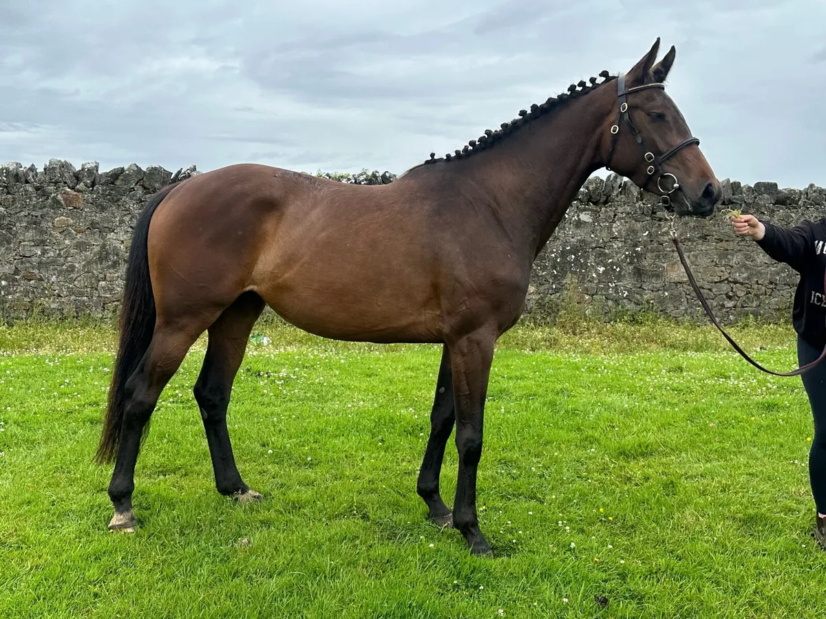 3yr Old Clooney Filly - Image 4