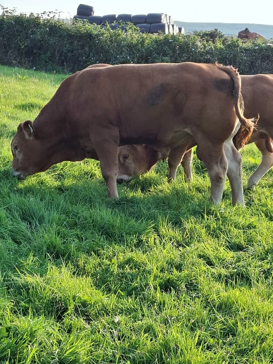 Livestock - Image 1