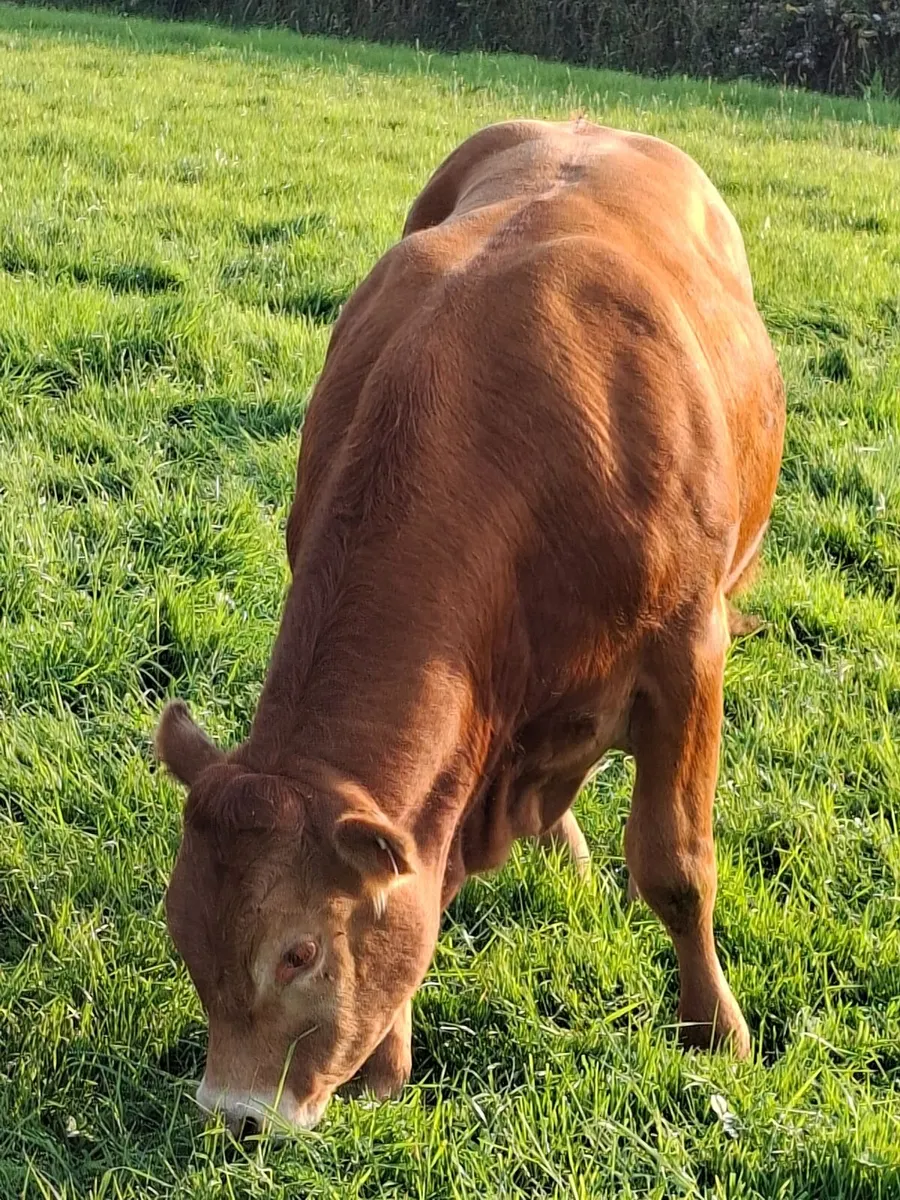 Livestock - Image 2