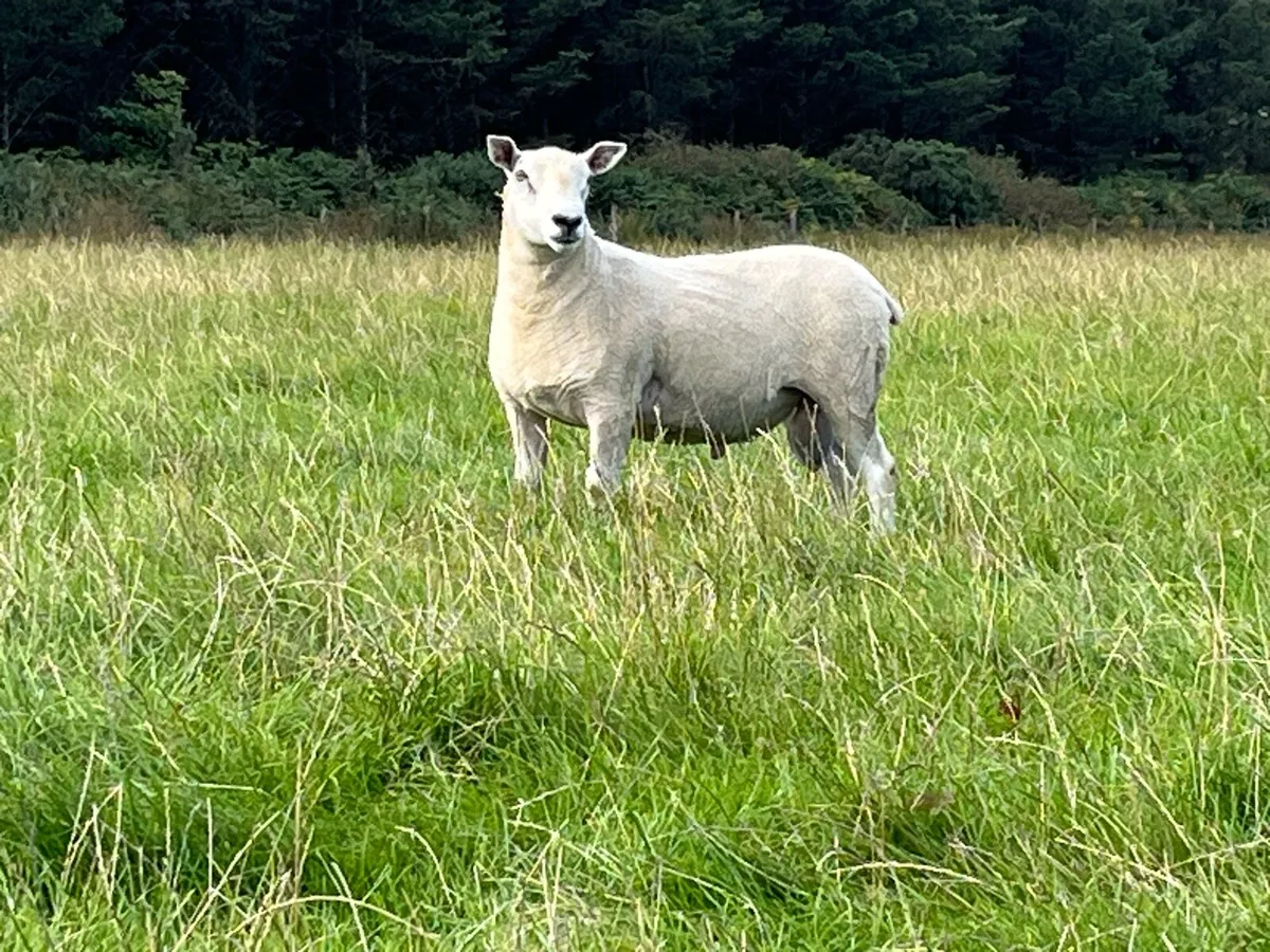 Blue Leicester Texel Cross Hogget Ram - Image 1