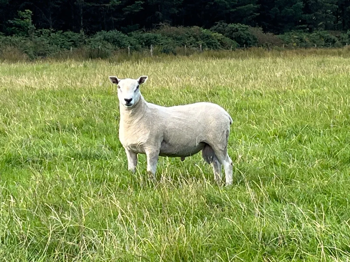 Blue Leicester Texel Cross Hogget Ram - Image 4
