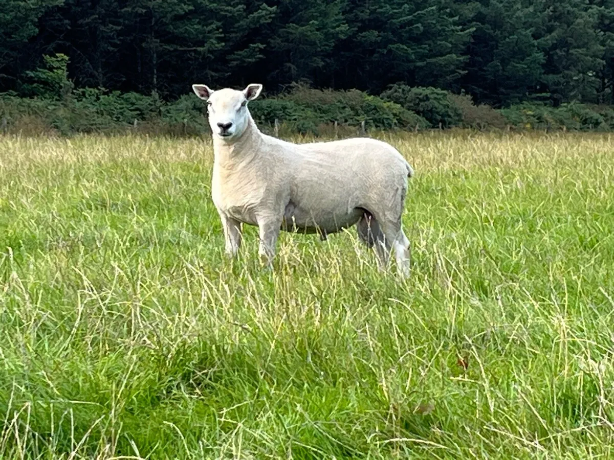 Blue Leicester Texel Cross Hogget Ram - Image 2