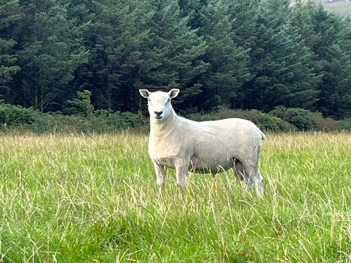 Blue Leicester Texel Cross Hogget Ram - Image 3