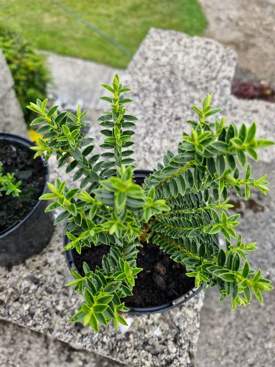 Hebe shrub - Image 1