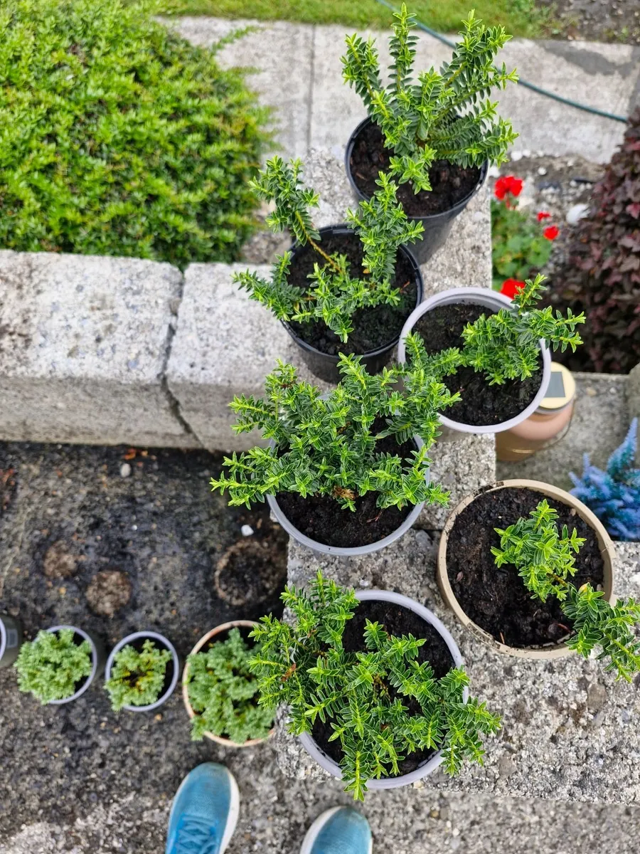 Hebe shrub - Image 3