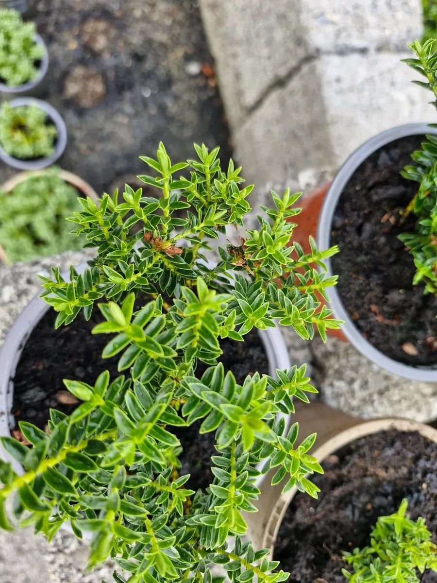Hebe shrub - Image 2
