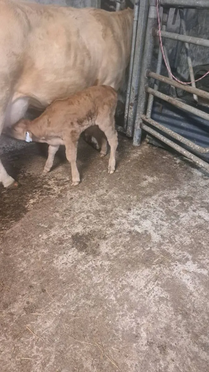 Bull calf - Image 2