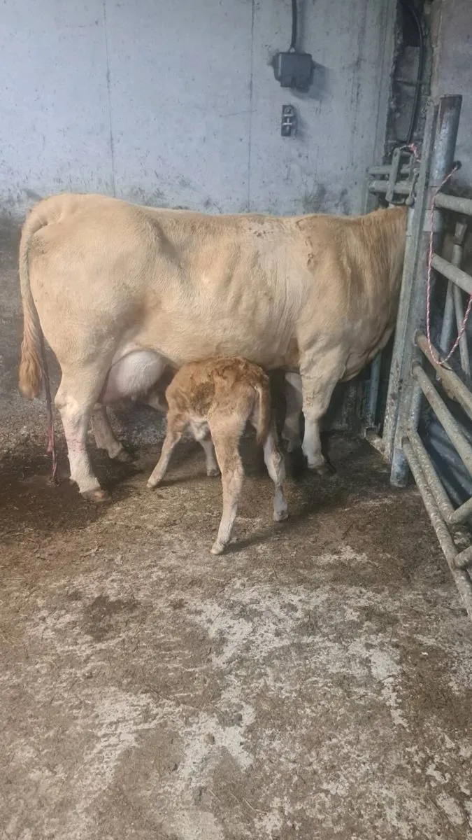 Bull calf - Image 3