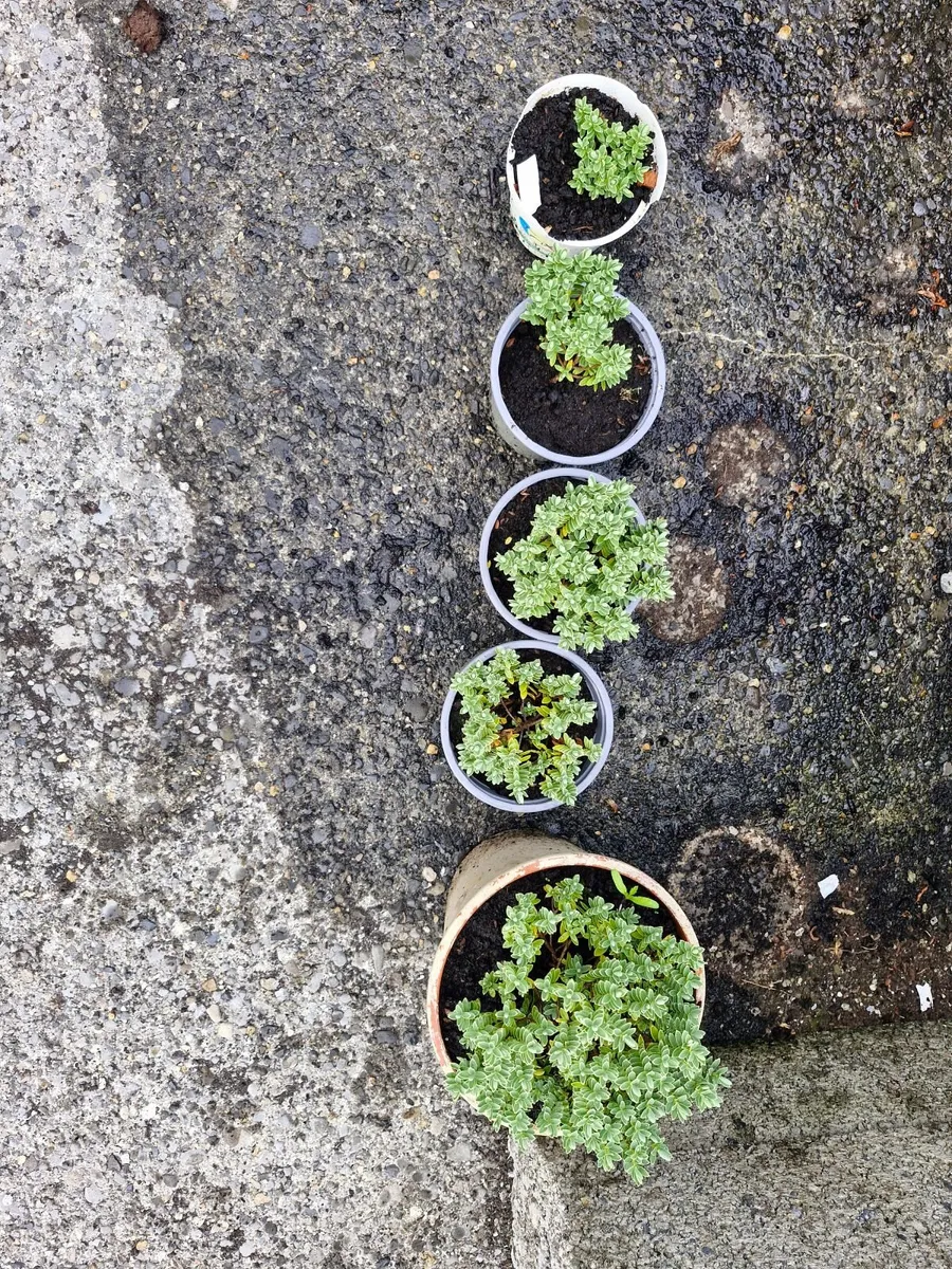 Shrubs - Image 3