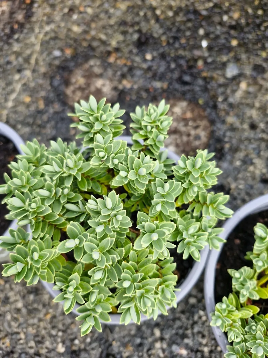 Shrubs - Image 1