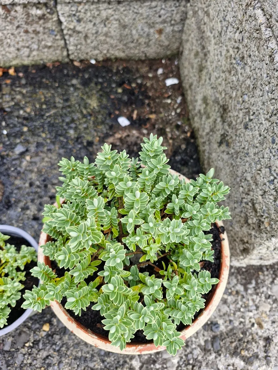 Shrubs - Image 2
