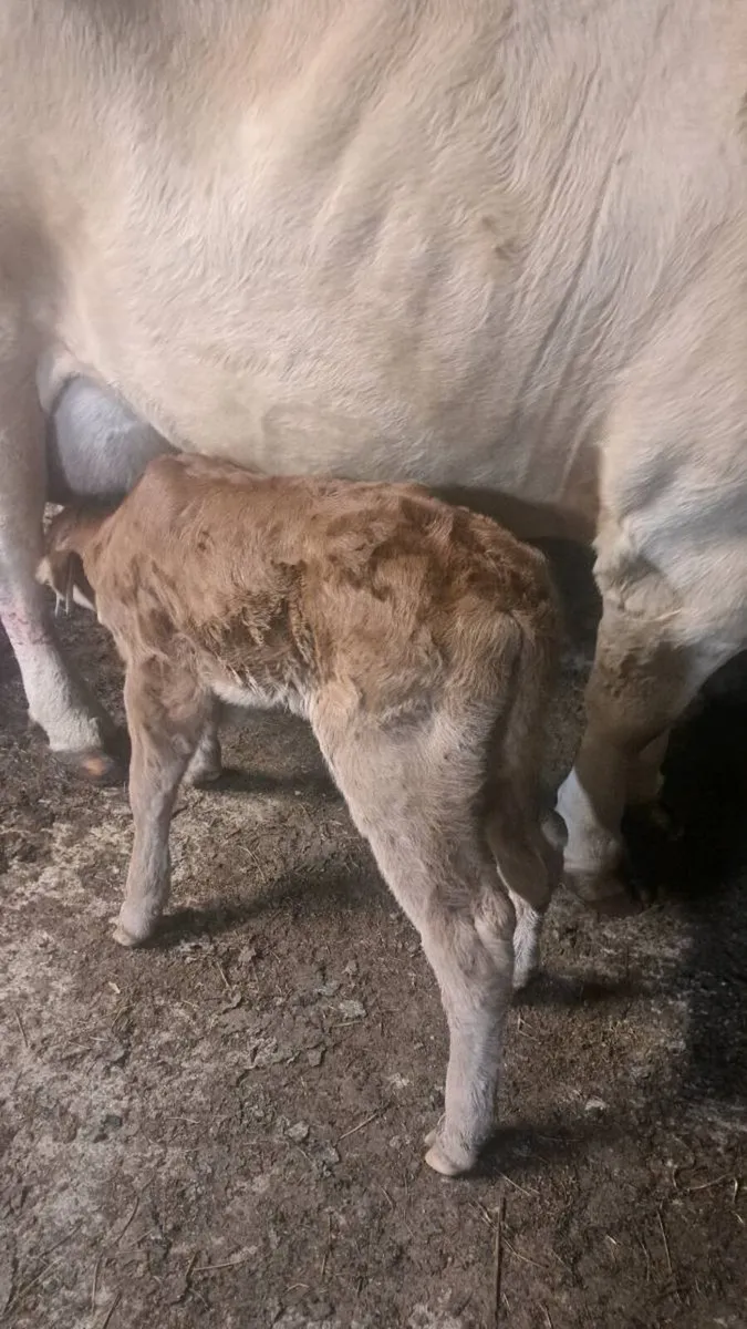 Bull calf - Image 1