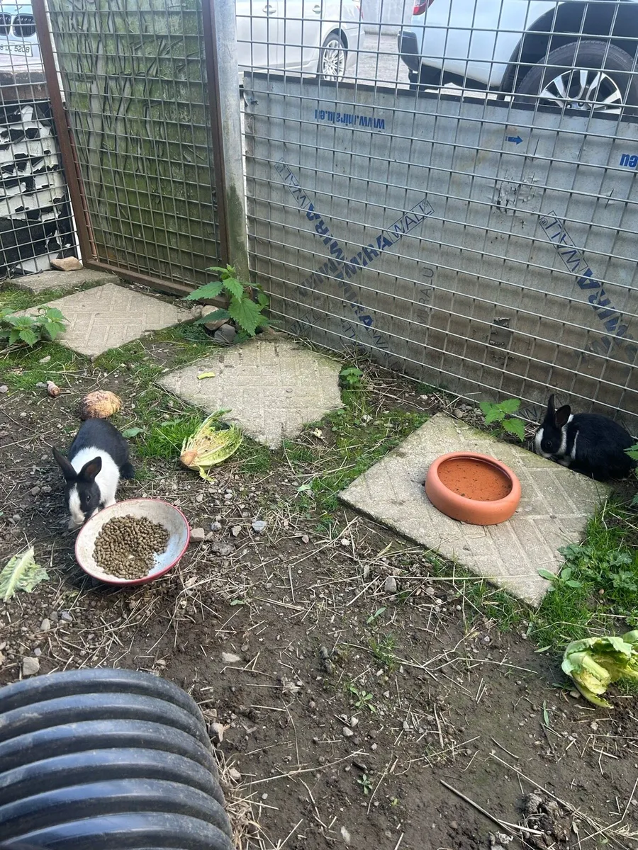 Rabbits - Image 1