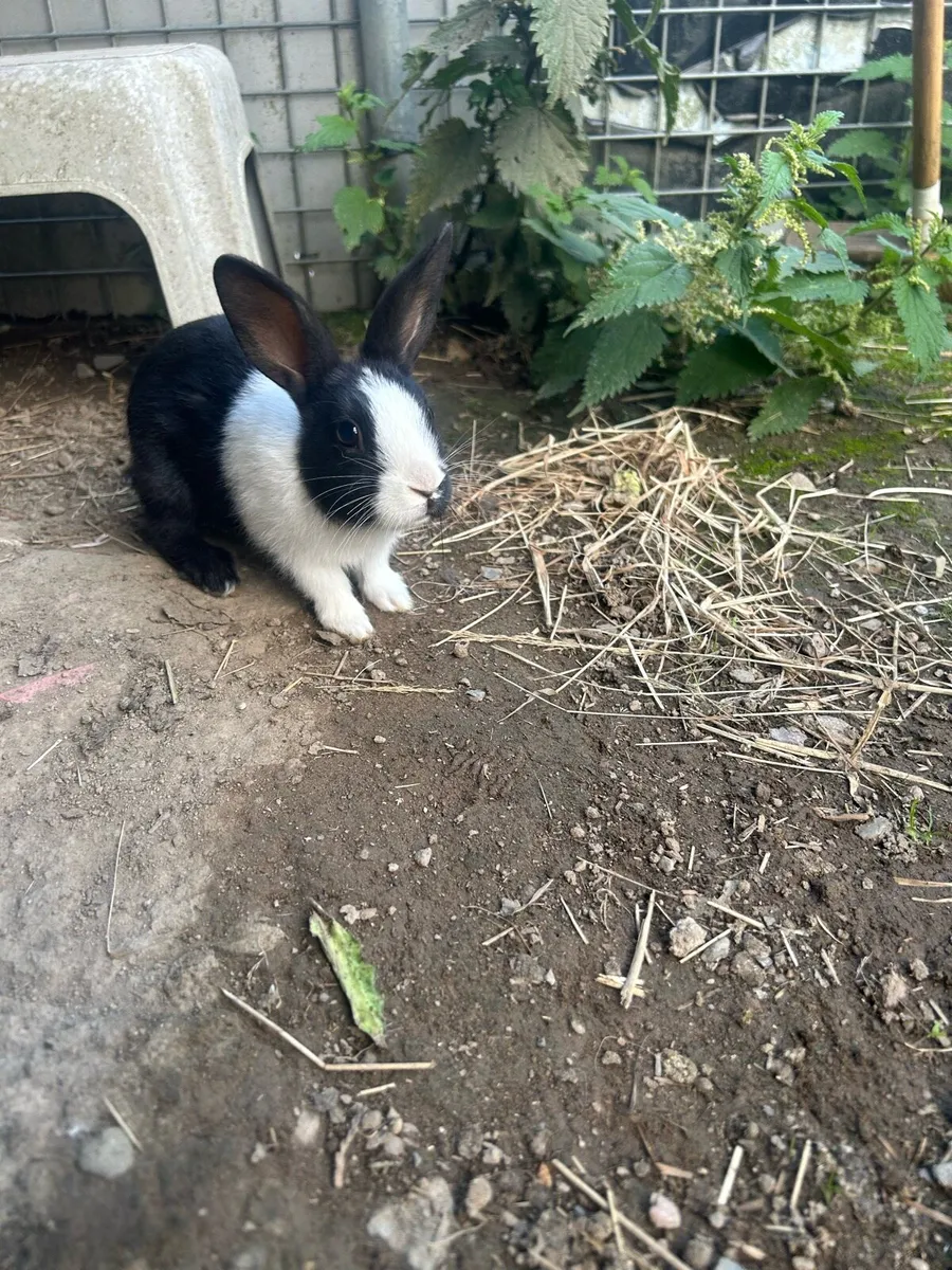 Rabbits - Image 2
