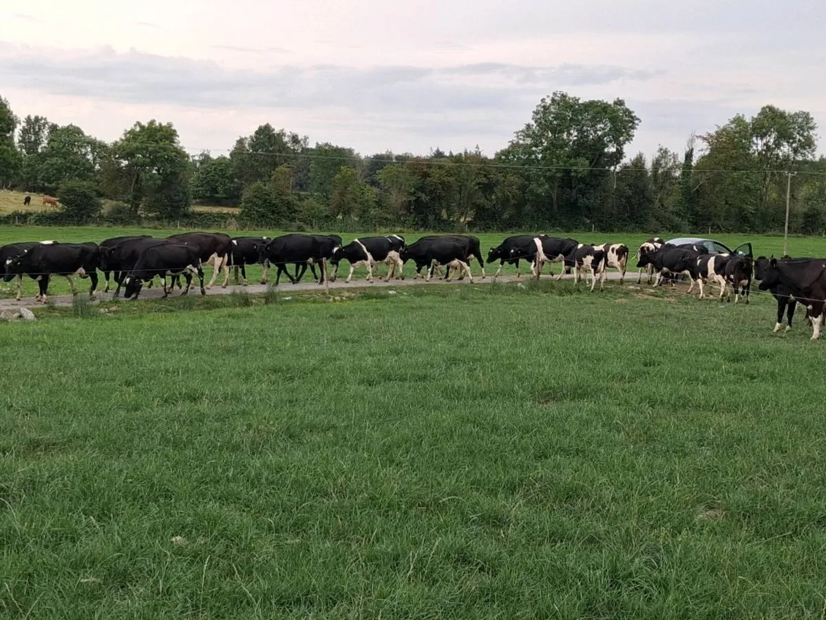 Cows - Image 2