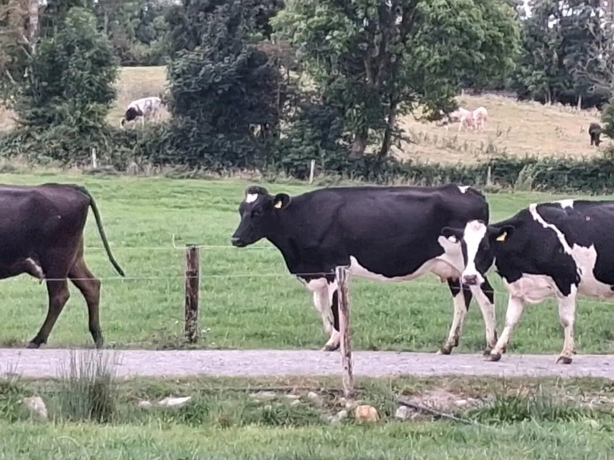 Cows - Image 3