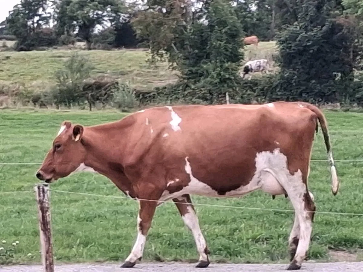Cows - Image 4